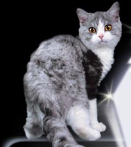 Brilliant Spark Cattery :: Selkirk-rex & british shorthaired cats
